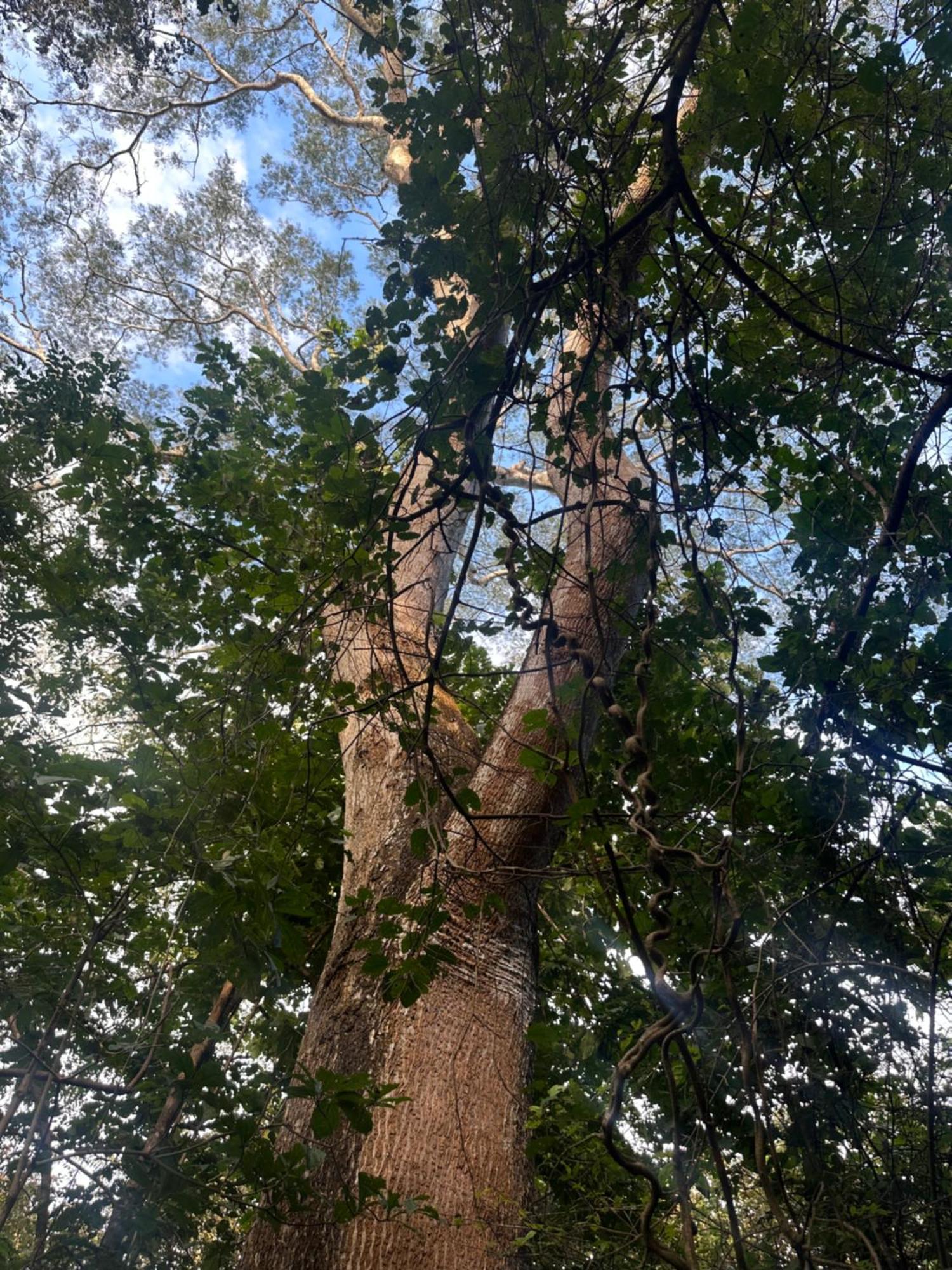 Finca Avellanas Lorena エクステリア 写真